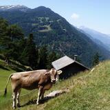 Mittenberg mit Blick ins Churer Rheintal