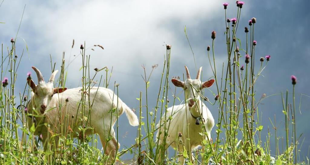 43.13 Tamins - Trin Digg, Jakobsweg Graubünden