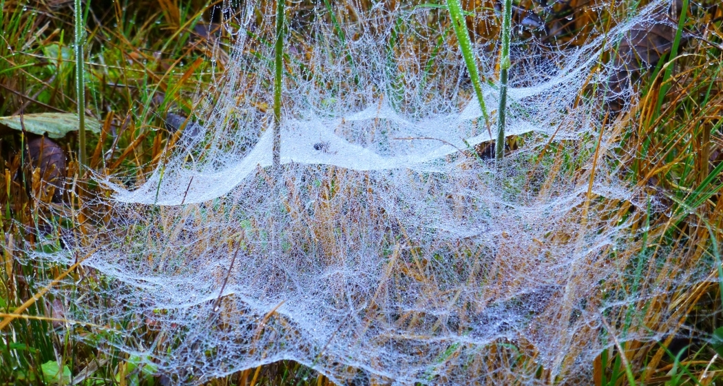 Das Netz der Baldachimspinne