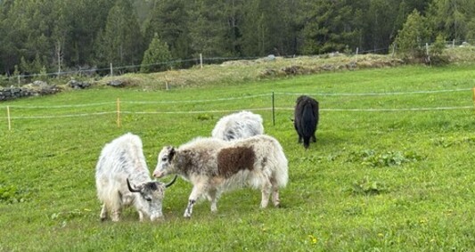 Yaks