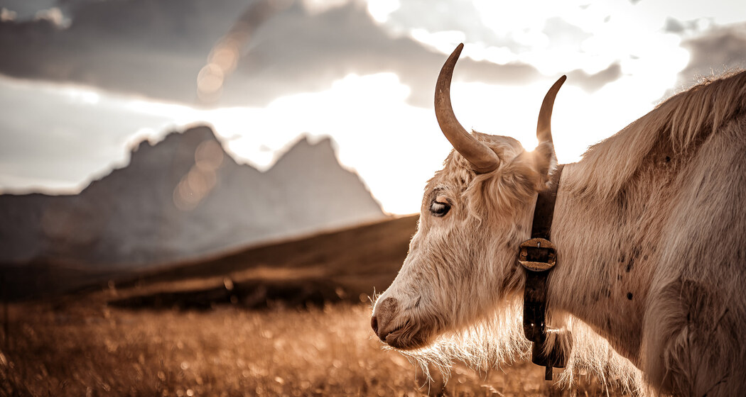 Hofladen Bio Yak Hof Heinz