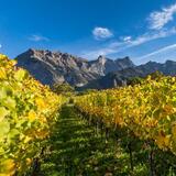 Rebberge Bündner Herrschaft