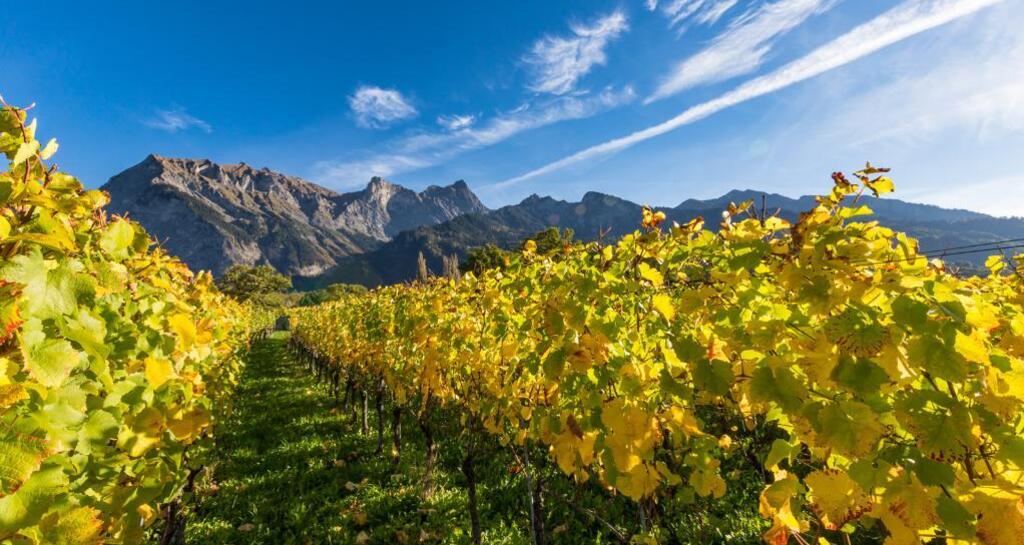 Rebberge Bündner Herrschaft