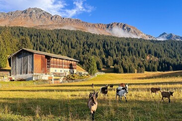 Hofansicht_Hof_Lajet