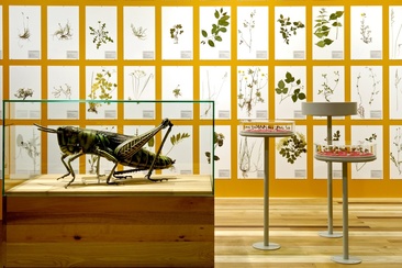 Bündner Naturmuseum