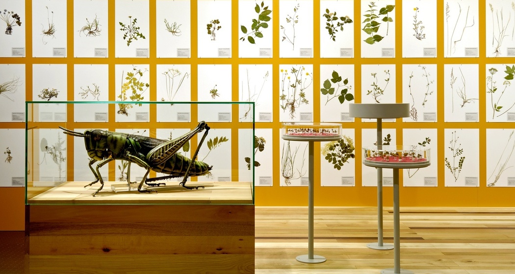 Bündner Naturmuseum