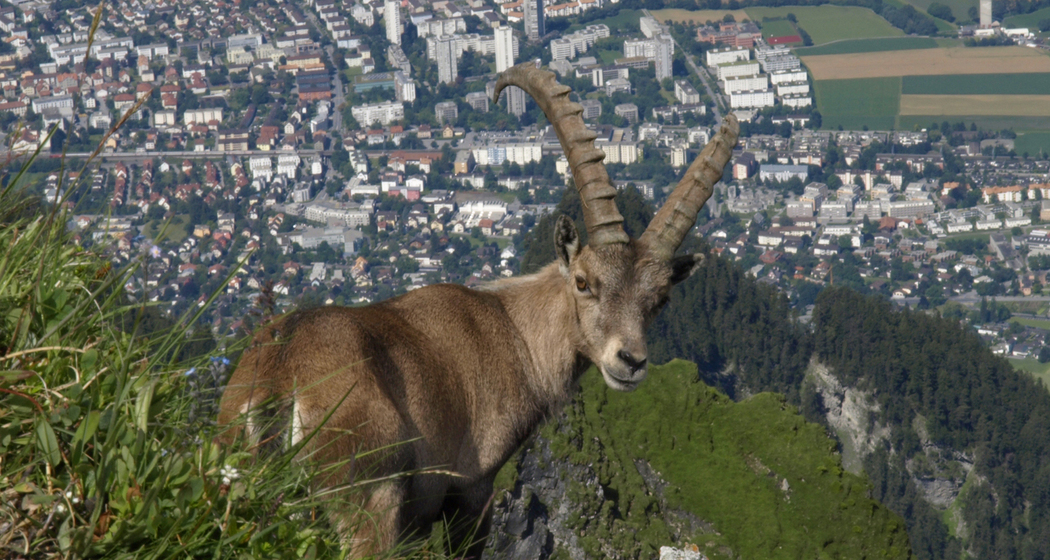 Steinbock beim Montalin oberhalb Chur