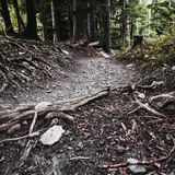 Bärenhütten-Flowtrail