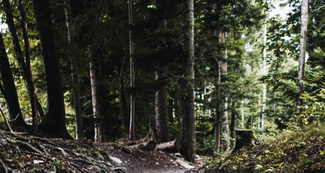 Bärenhütten-Flowtrail