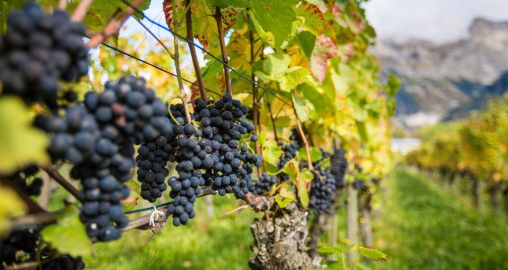 Die Bündner Herrschaft ist bekannt für den hervorragenden Wein.