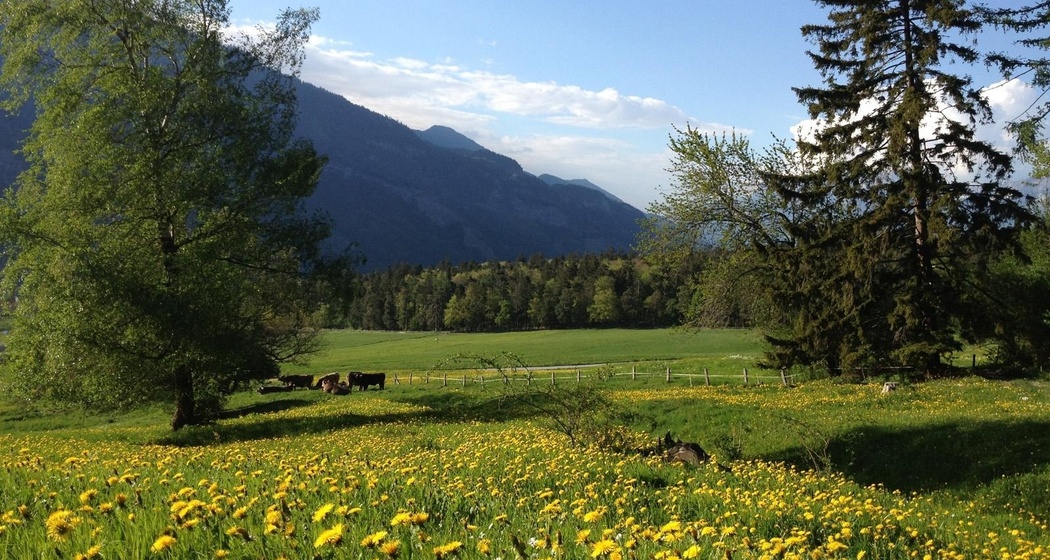 Fürstenwald oberhalb Chur