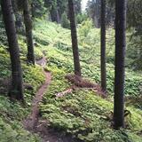 Antennatrail Brambrüesch