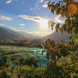 Weinreben oberhalb Chur