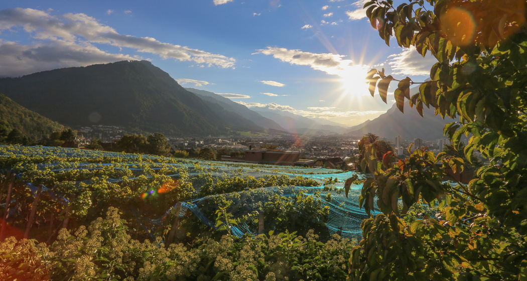 Weinreben oberhalb Chur