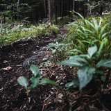 Fürstenflow Royale Superiore