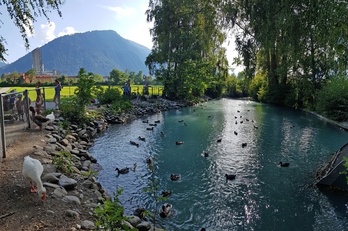 Ententeich beim Mühlebach (Rheinmühleweiher)