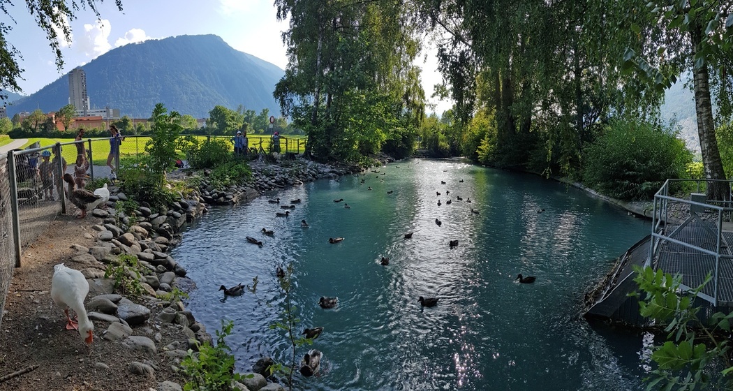 Ententeich beim Mühlebach (Rheinmühleweiher)