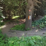 Einstieg in den Trail auf Brambrüesch