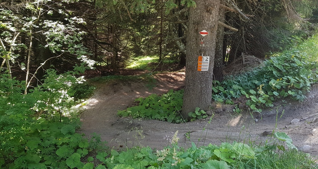 Einstieg in den Trail auf Brambrüesch