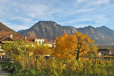 Weingut Fromm, Malans