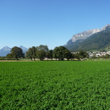Willkommen im Winzerdörfchen Malans