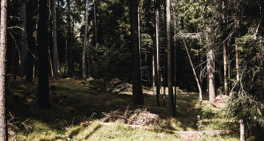 Maschänser Scalära Trail