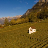 Weinberg Heiligkreuz (Mels)