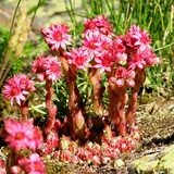 «spinnwebige Hauswurz» bei Ertaset