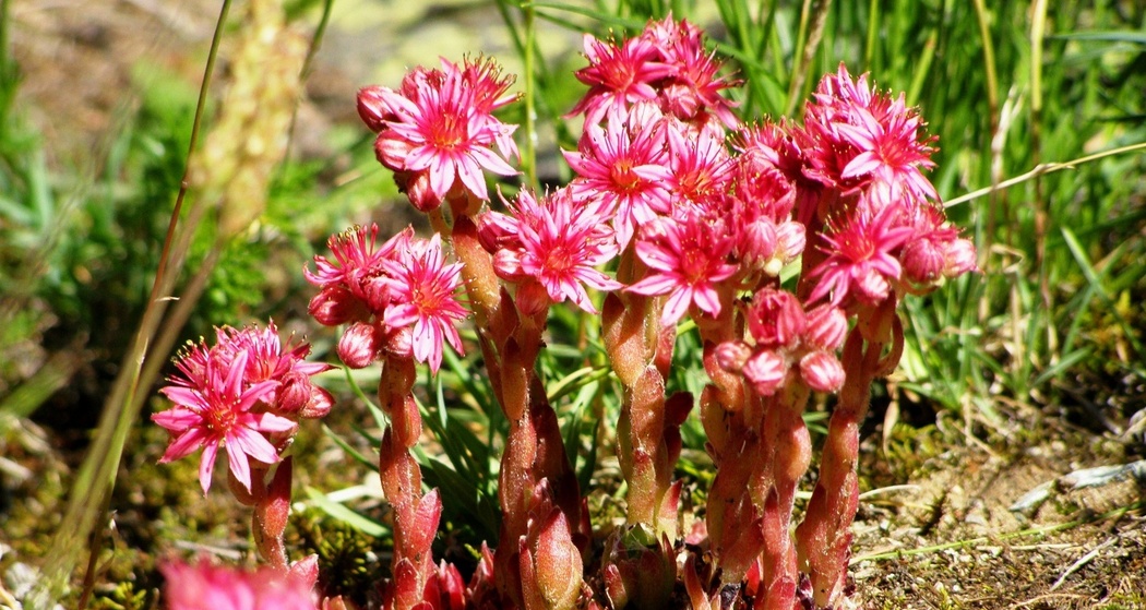 «spinnwebige Hauswurz» bei Ertaset