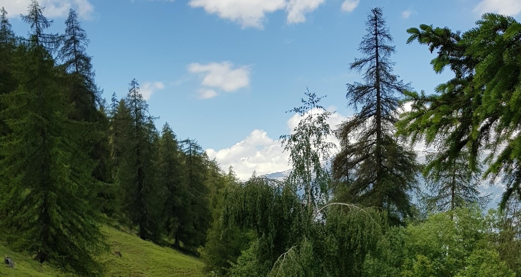 Trail von Tschiertschen nach Praden