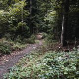 Bärenhütten-Flowtrail
