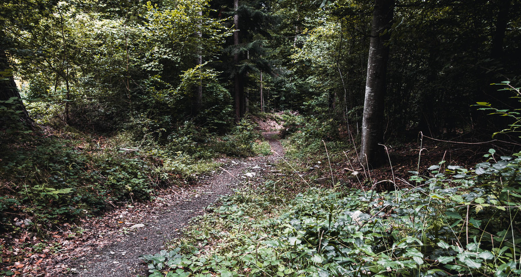 Bärenhütten-Flowtrail