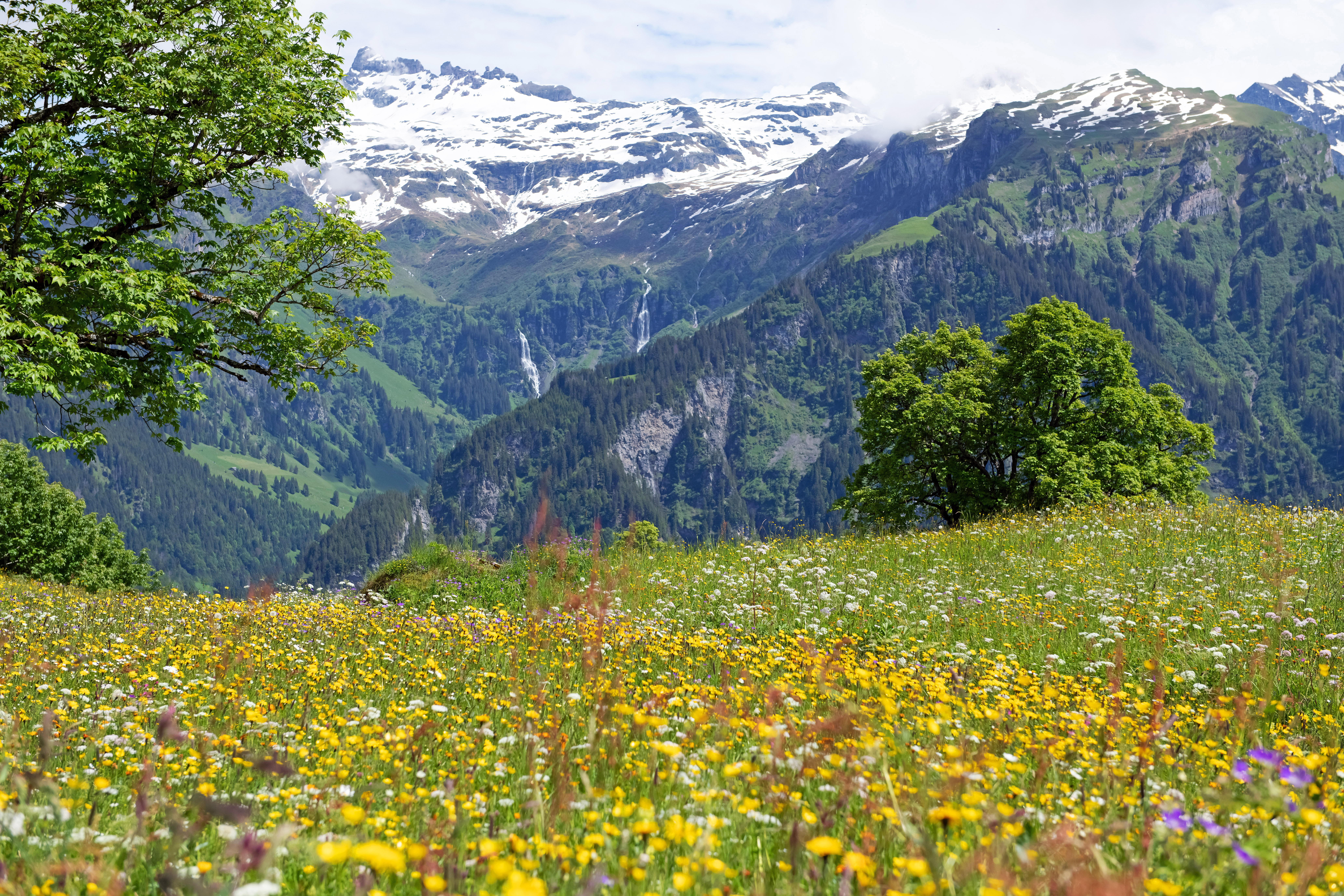 Chalet Waldeggli - Daniel Hobi (ctd_13d3770_image)