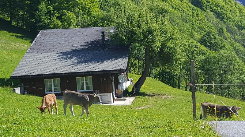Chalet Elm Waldboden (ctd_573c144_summer)