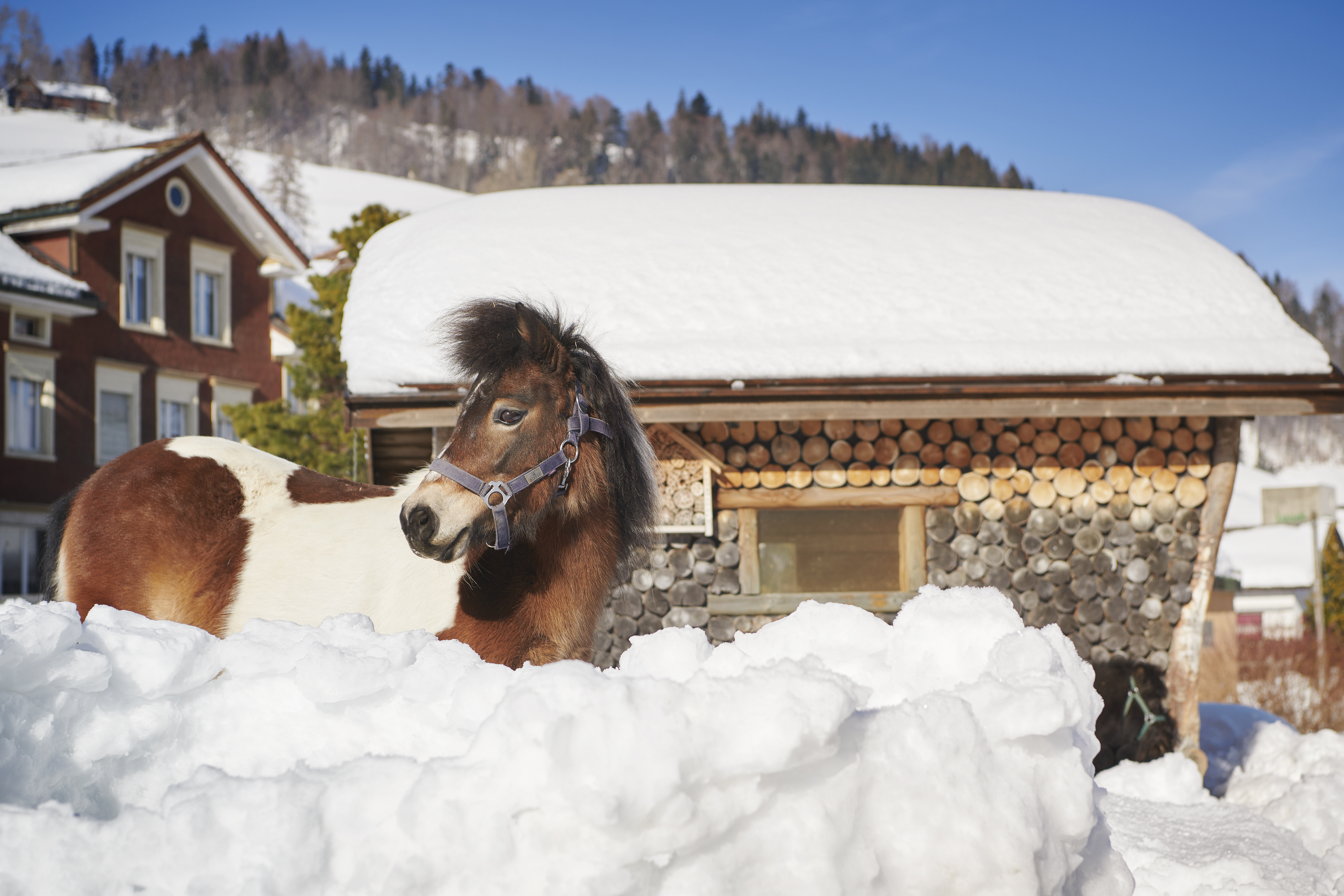 Reka-Feriendorf Urnäsch – immagine
