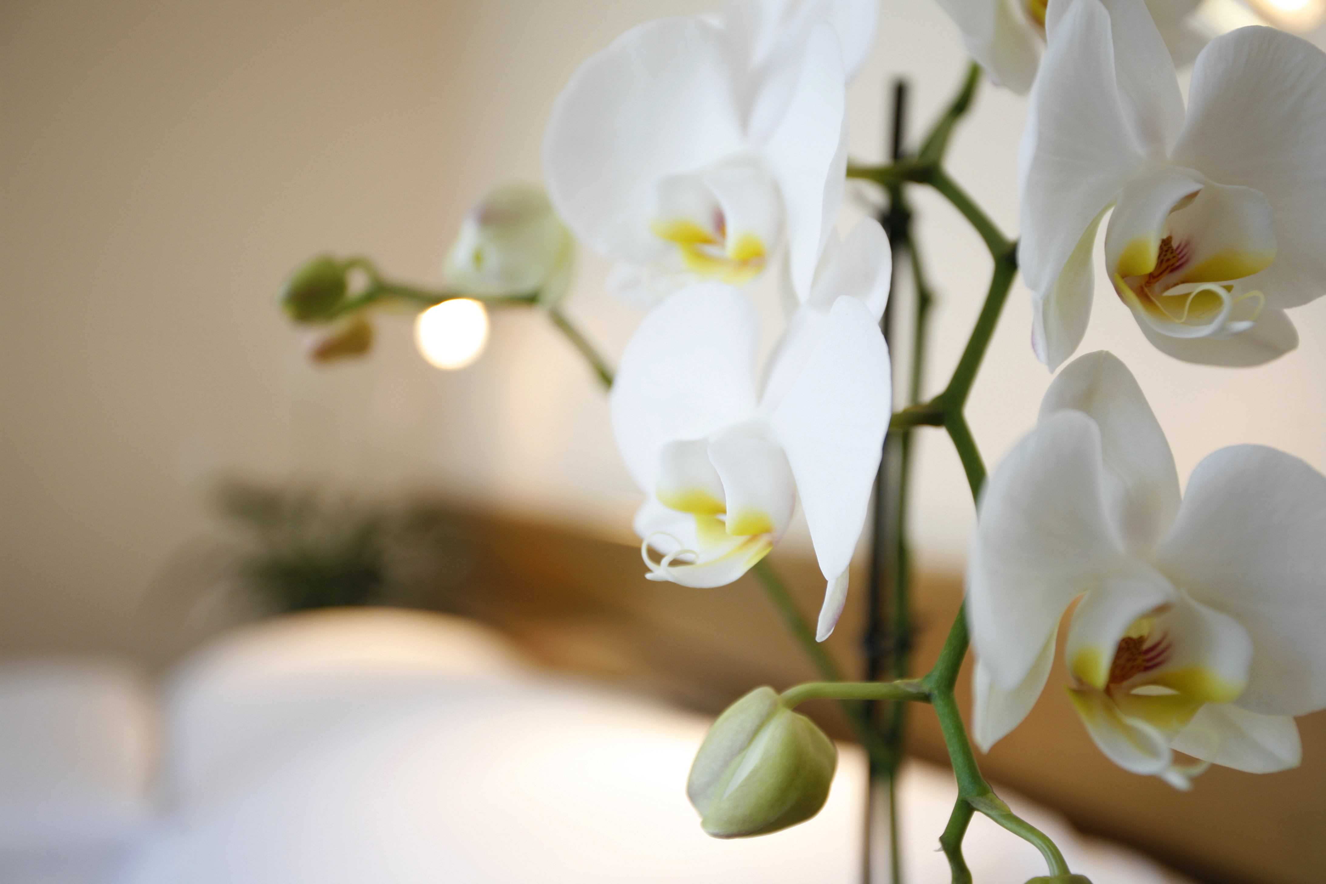 Hotel Ambassador – Bild