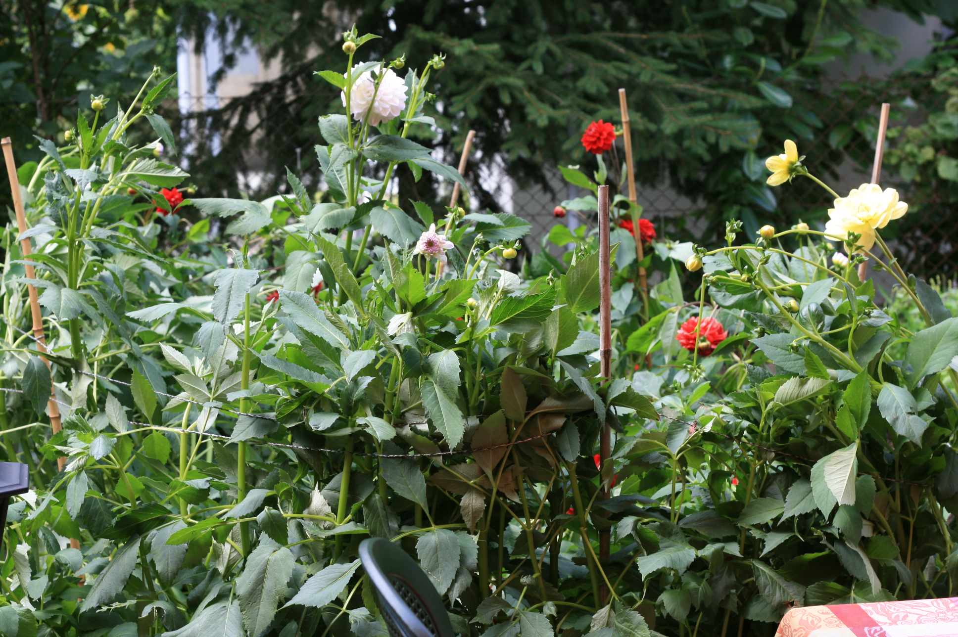 Blumengärtli Blumengärtli