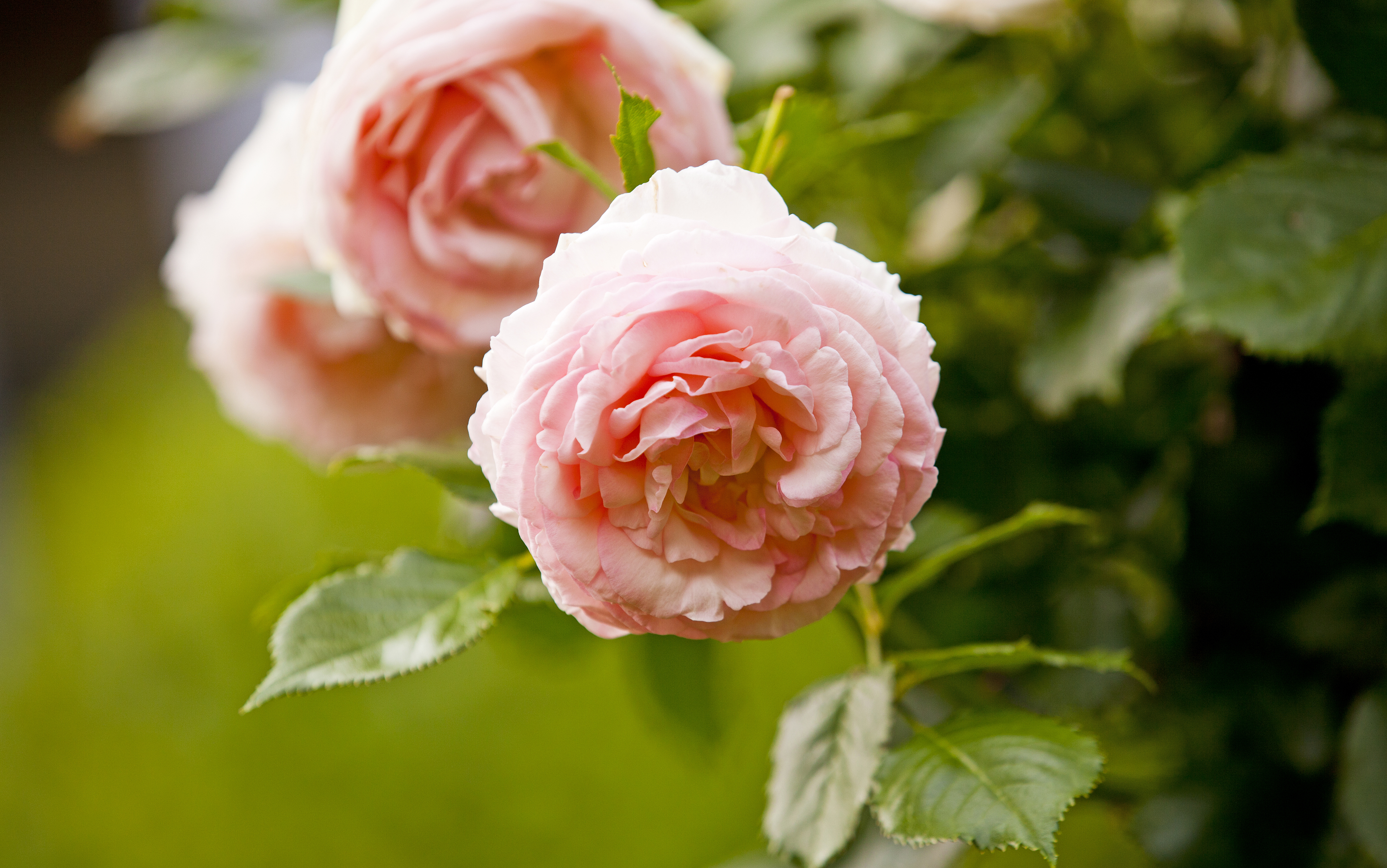 Giardino Eden Giardino Eden