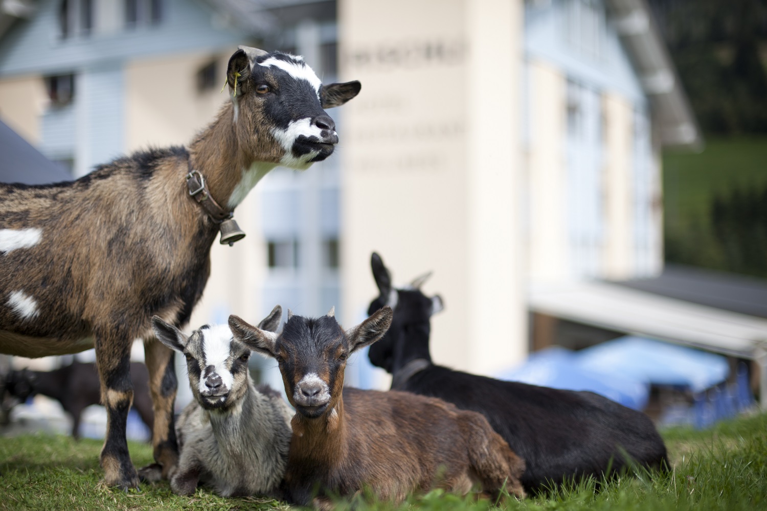 Tiergehege Tiergehege