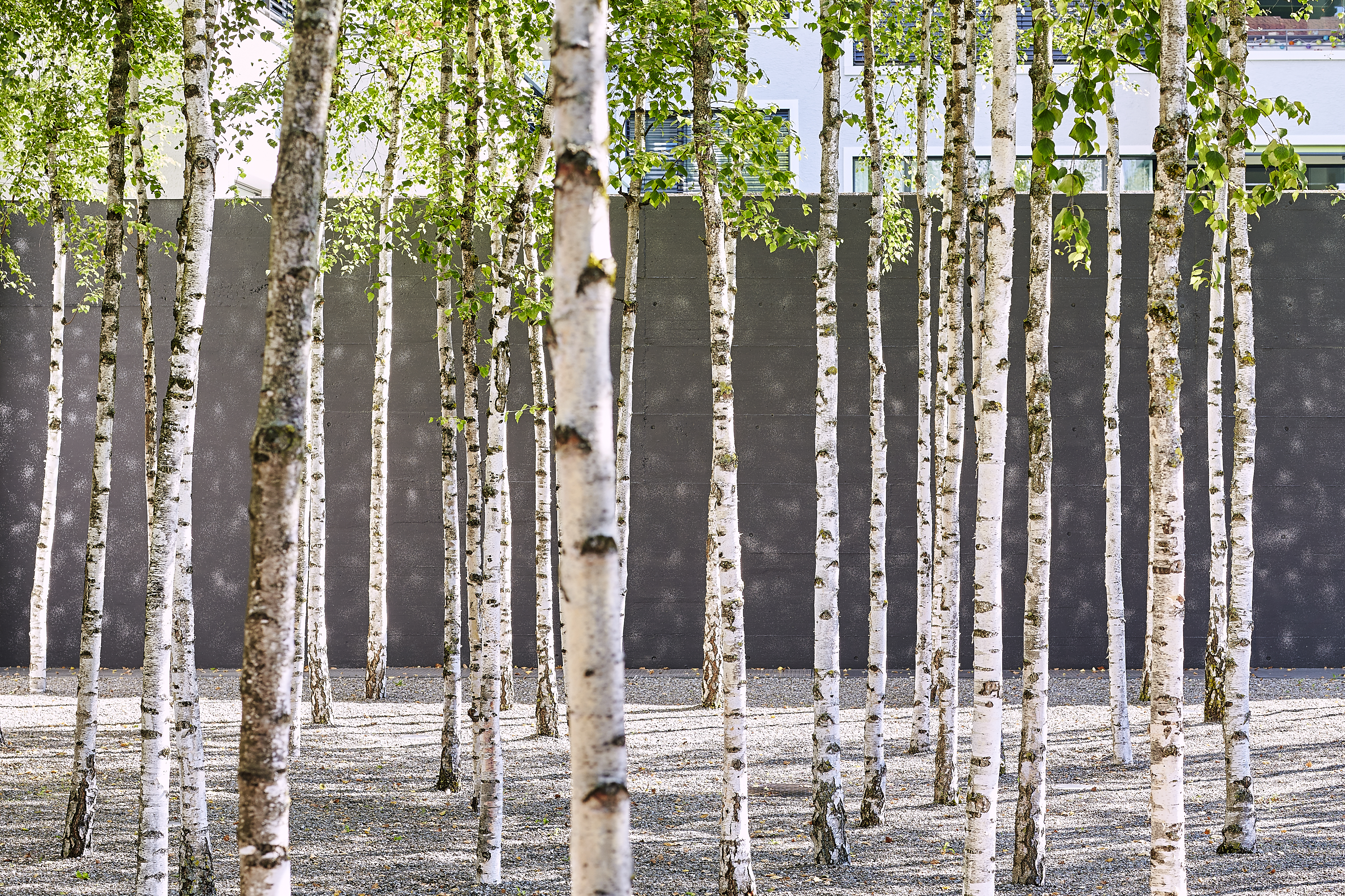 Birkenhain Birkenhain