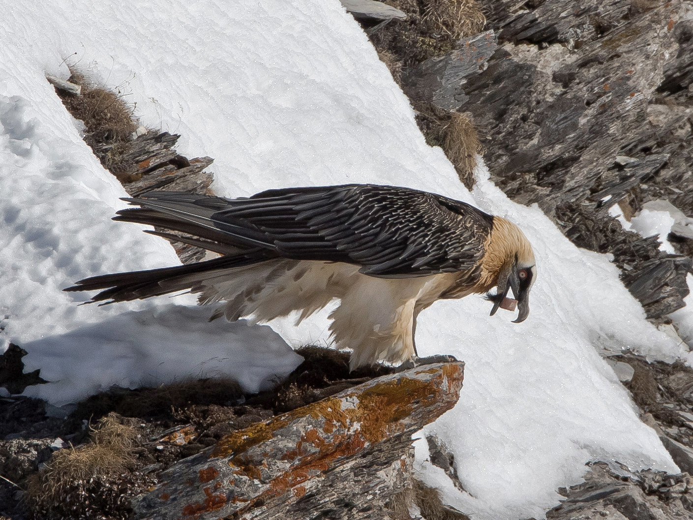 Bartgeier Leukerbad  ein Riese der Lüfte Bartgeier Leukerbad  ein Riese der Lüfte