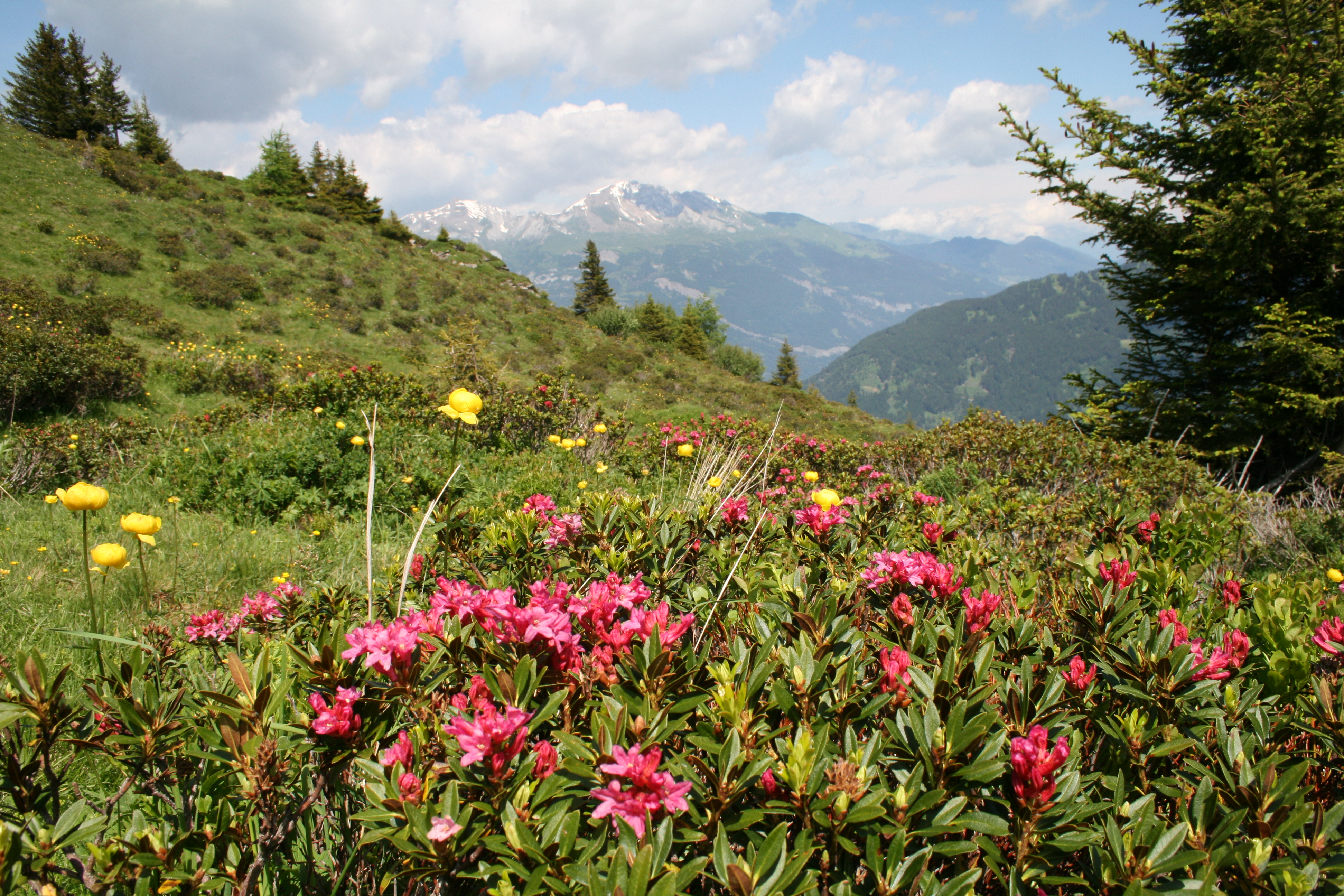 Genusswandern Genusswandern