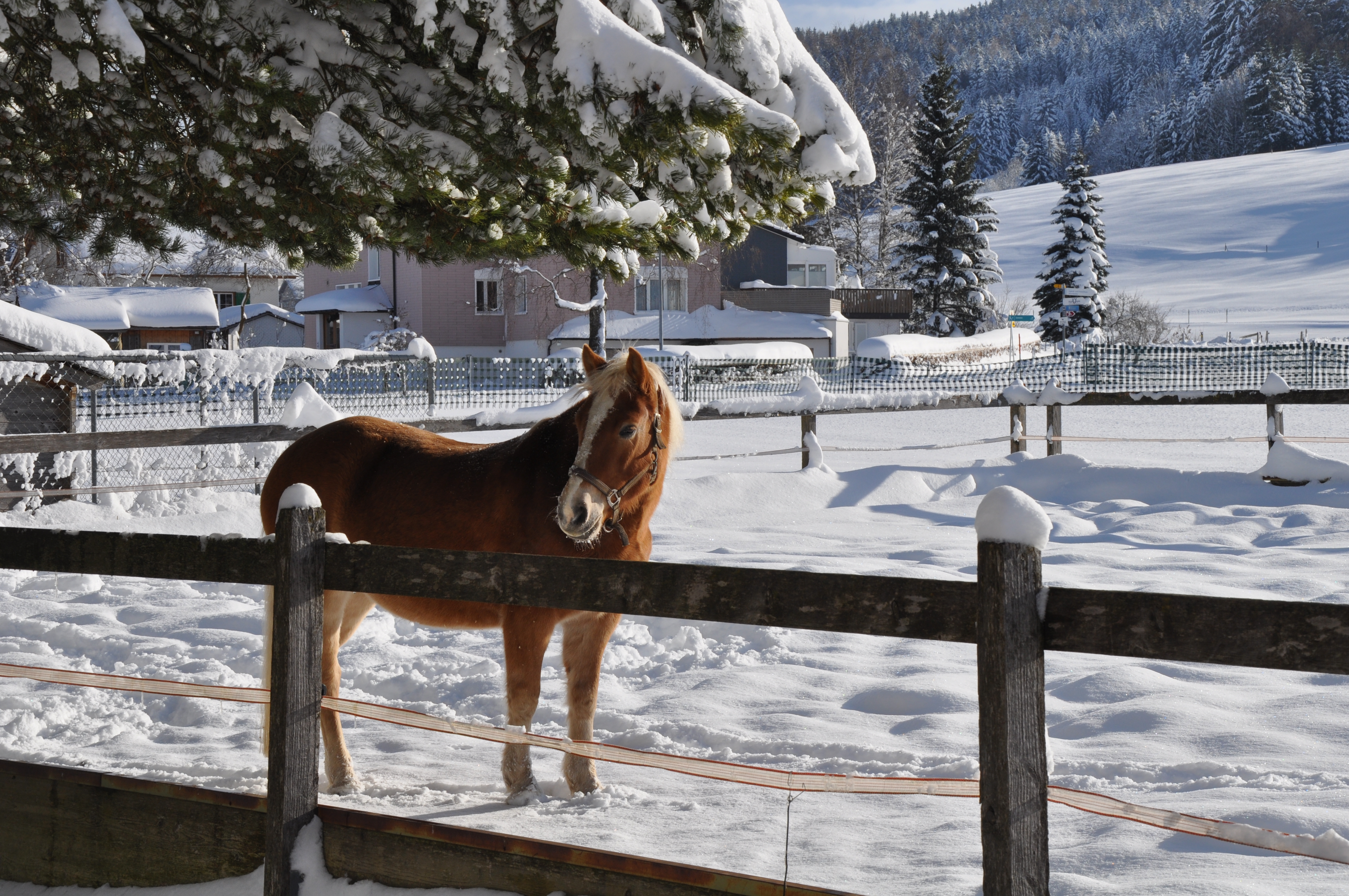 Pferdeplatz Winter Pferdeplatz Winter