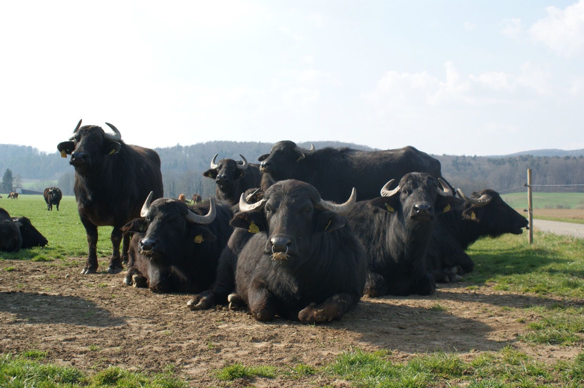 Bio- und Erlebnisbauernhof Bolderhof – Bild