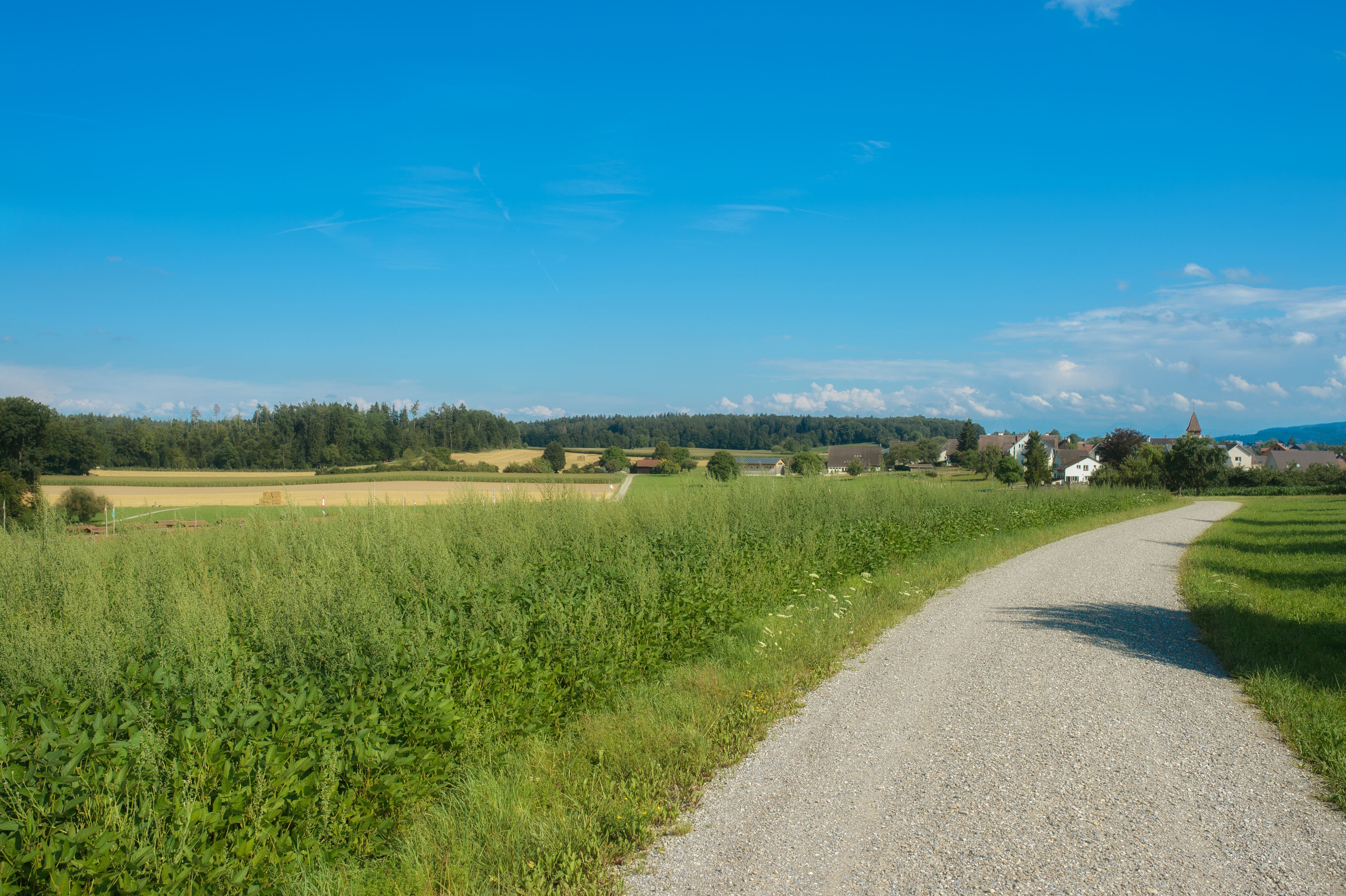 Jogging Track Jogging Track