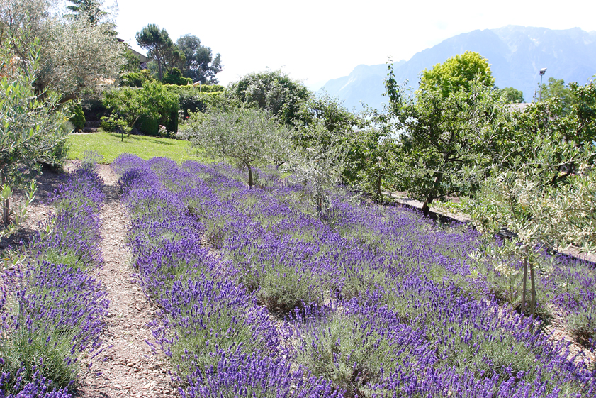 Jardin de Bon Rivage Jardin de Bon Rivage