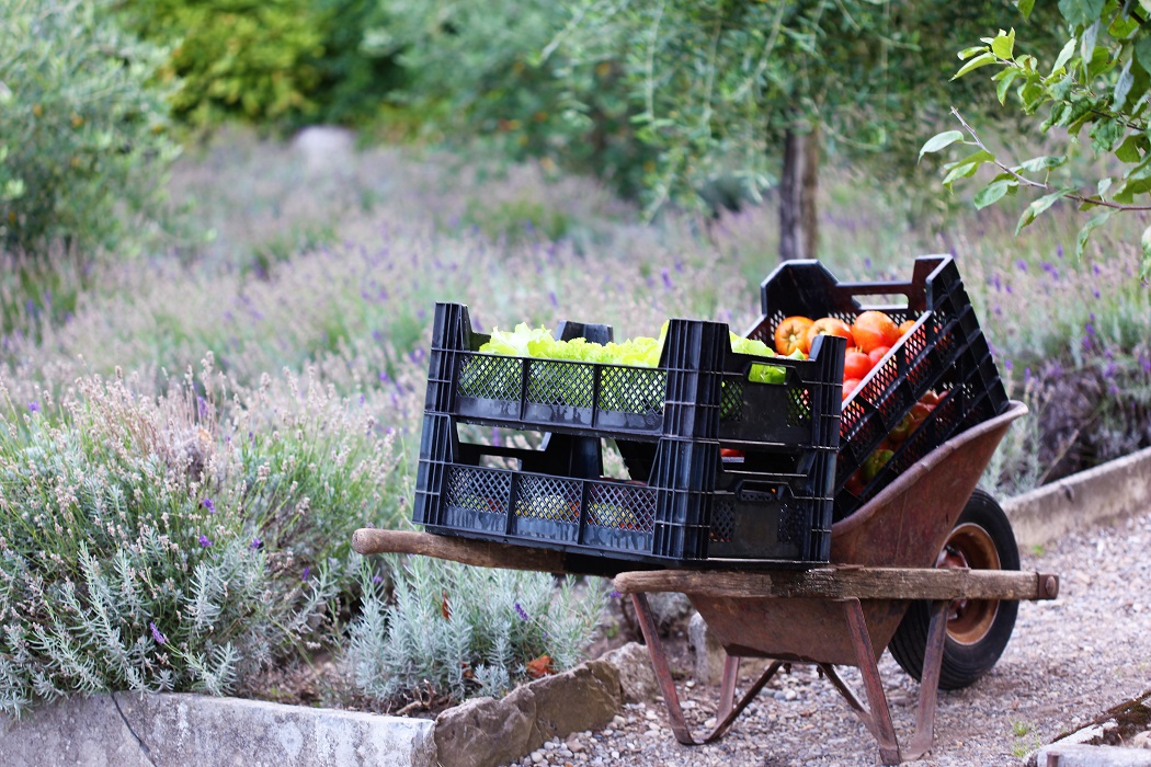 légumes de notre potager légumes de notre potager