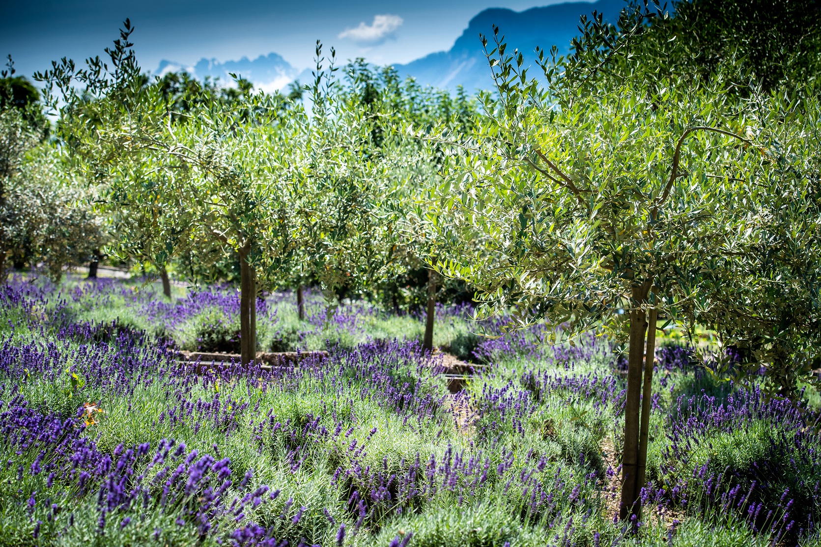 Bon Rivage et son jardin Bon Rivage et son jardin