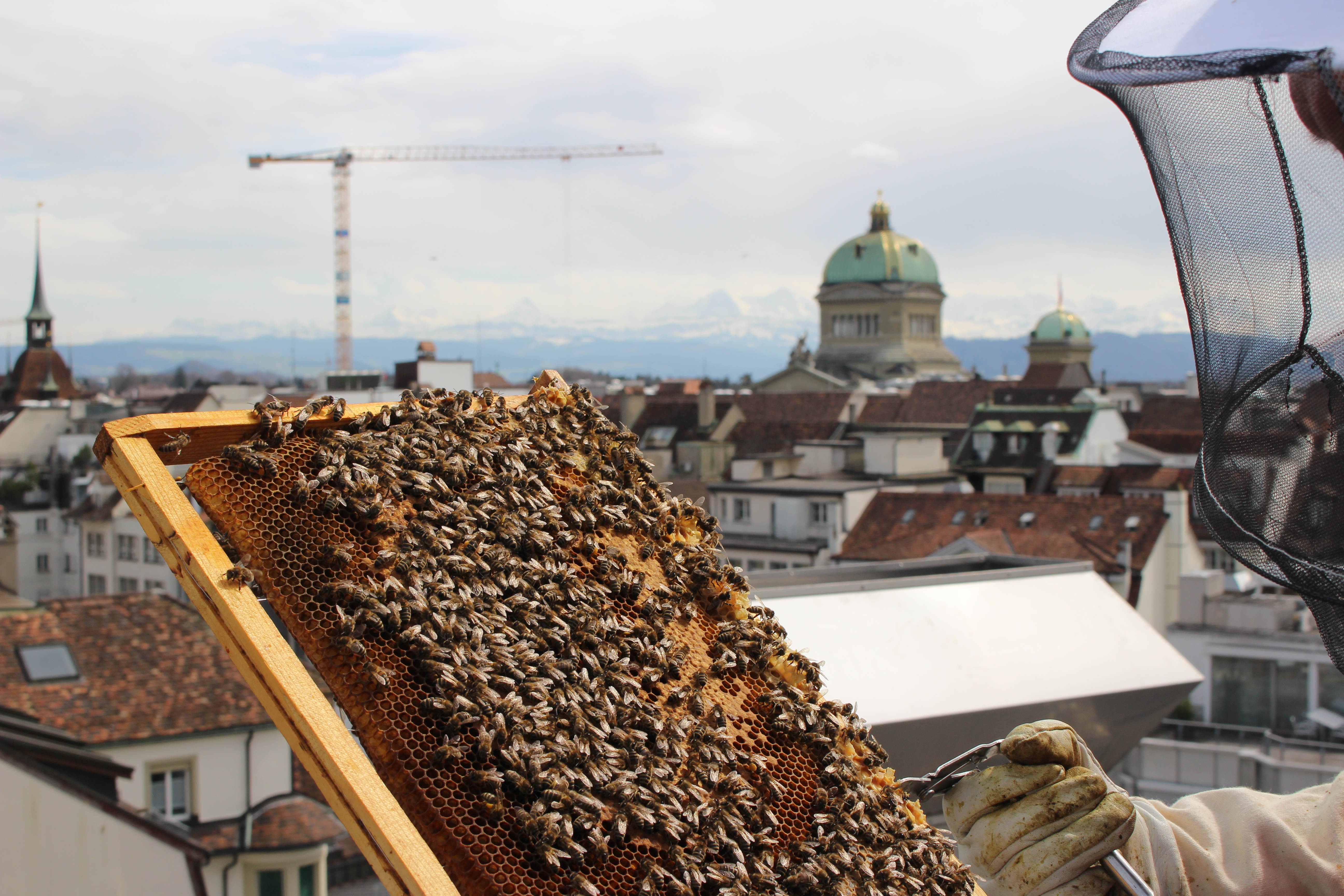 Bienen auf Sky Terrace Bienen auf Sky Terrace