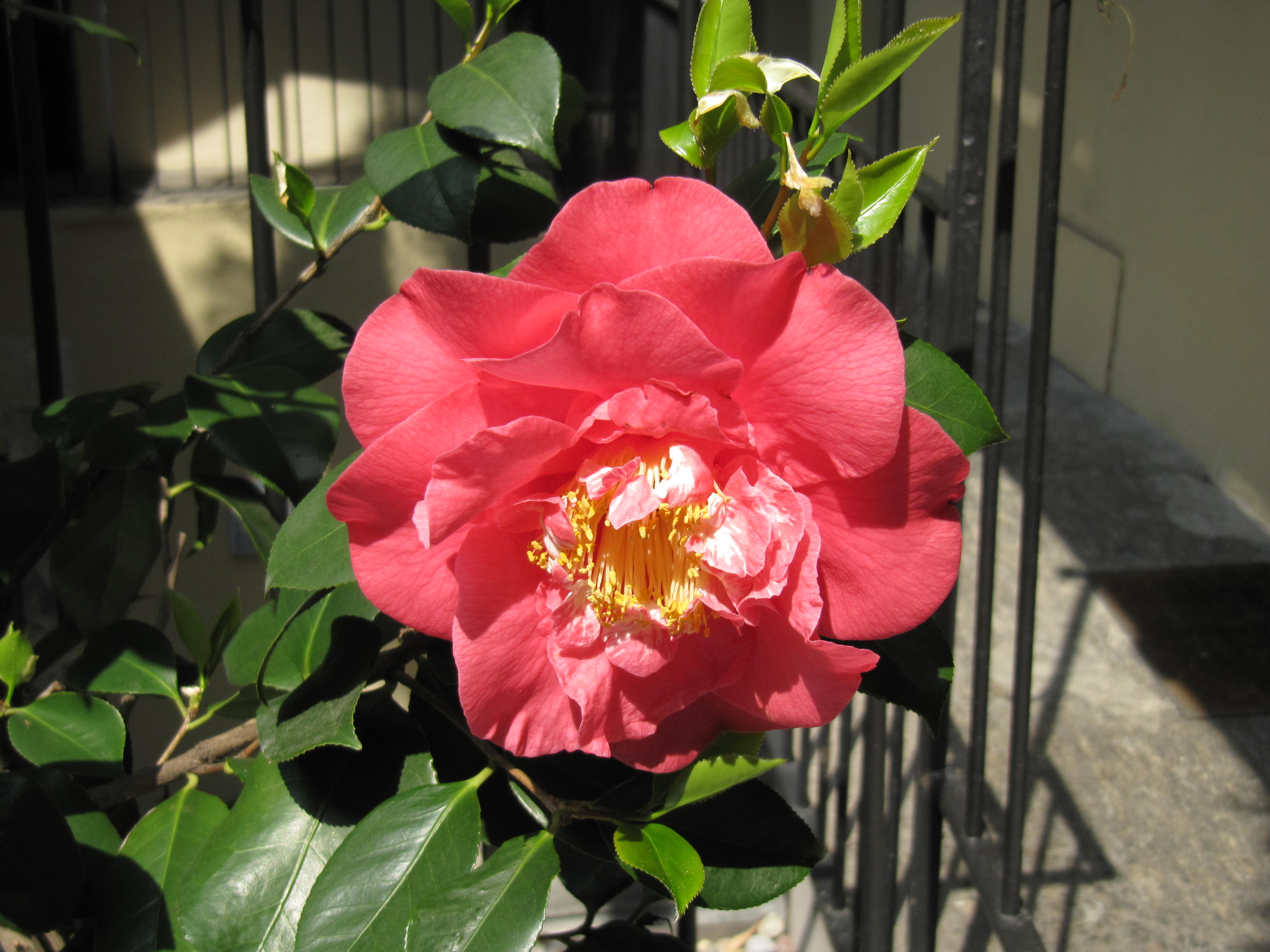 Camelia court yard Camelia court yard